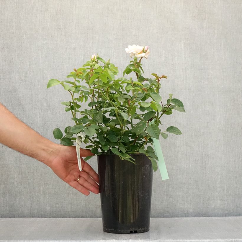 Exemplar von Rosa Elizabeth Ausmajesté - Englische Rose Topf mit 4L/5L wie im Sommer geliefert