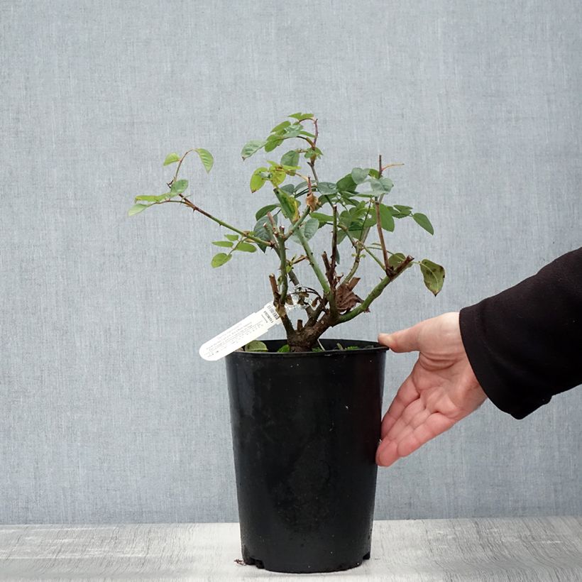 Exemplar von Rosier David Austin Gentle Hermione Pot de 4L/5L wie im Herbst geliefert