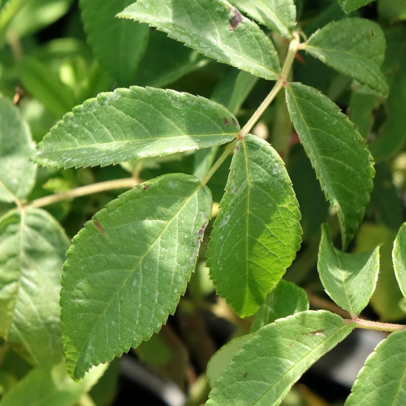 Rosa Gentle Hermione - Englische Rose (Laub)