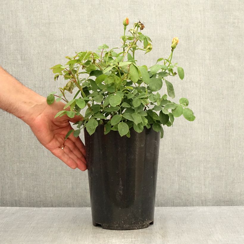 Example of Rosa Grace - Englische Rose Topf mit 4L/5L as you get in ete