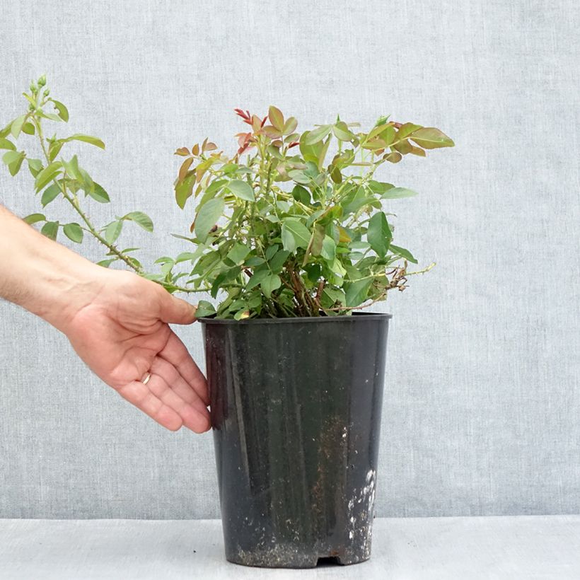 Exemplar von Rosa Harlow Carr - Englische Rose Topf mit 4L/5L wie im Sommer geliefert