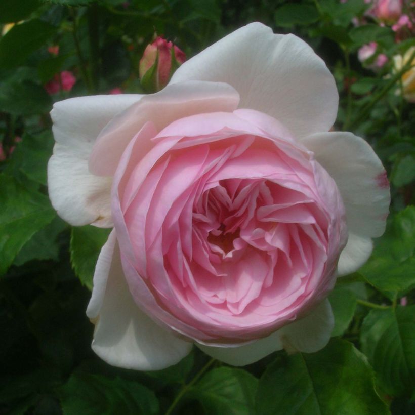 Rosa Heritage - Englische Rose (Blüte)
