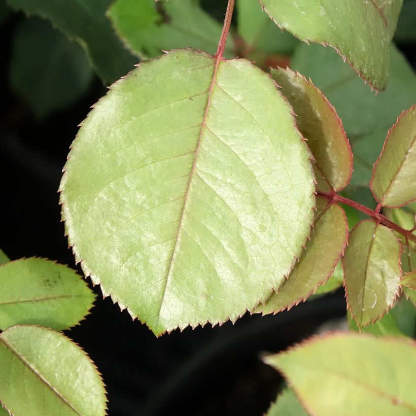 Rosa James Galway - Englische Rose (Laub)