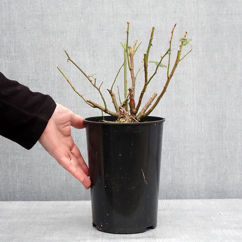 Exemplar von Rosier David Austin Lady Of Shalott  Pot de 4L/5L wie im Winter geliefert
