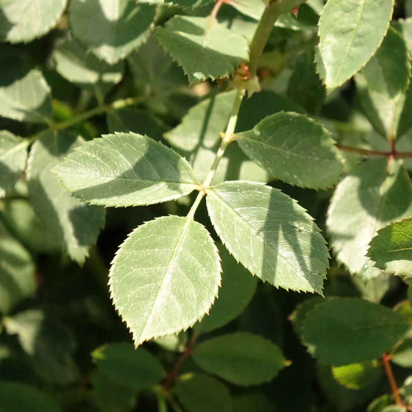 Rosa Lady Of Shalott - Englische Rose (Laub)