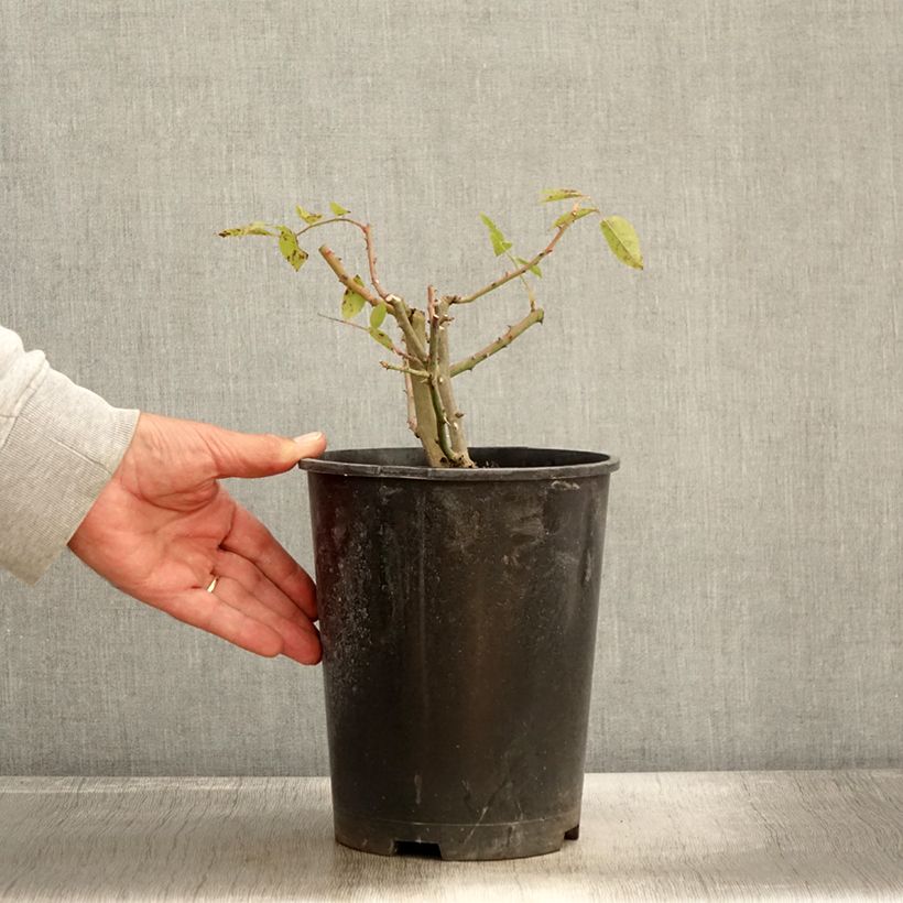 Exemplar von Rosier David Austin Mary Rose Pot de 4L/5L wie im Herbst geliefert
