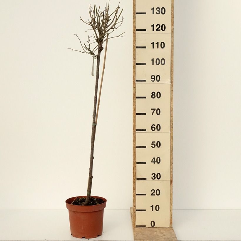 Exemplar von Rosa Port Sunlight - Englische Rose Topf mit 7,5L/10L, Stamm wie im Winter geliefert