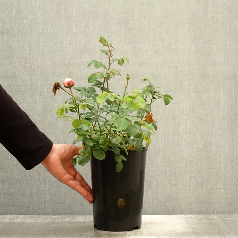 Exemplar von Rosier David Austin Princess Alexandra of Kent  Pot de 4L/5L wie im Herbst geliefert