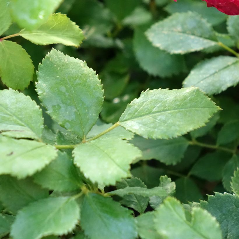 Rosa Sir John Betjeman - Englische Rose (Laub)
