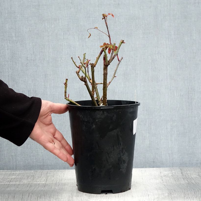 Exemplar von Rosier David Austin Strawberry Hill Pot de 4L/5L wie im Herbst geliefert