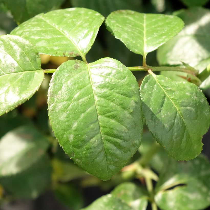 Rosa Strawberry Hill - Englische Rose (Laub)