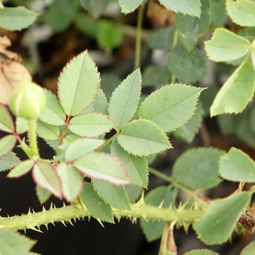 Rosa The Country Parson - Englische Rose (Foliage)