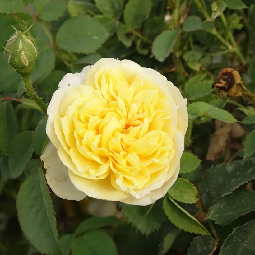 Rosa The Country Parson - Englische Rose (Flowering)