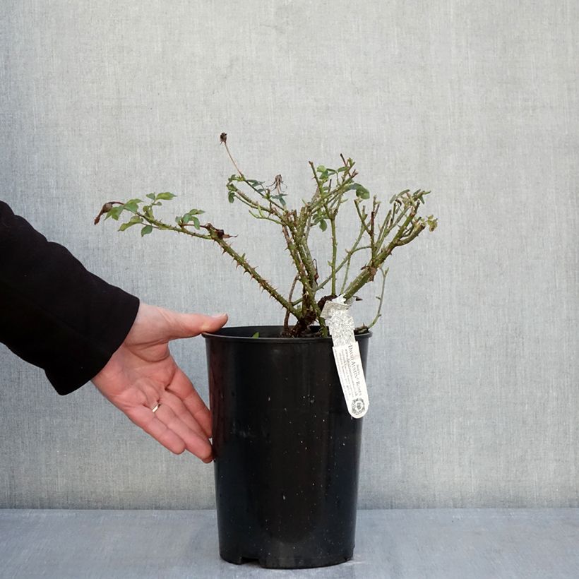 Example of Rosa The Country Parson - Englische Rose Topf mit 4L/5L as you get in hiver