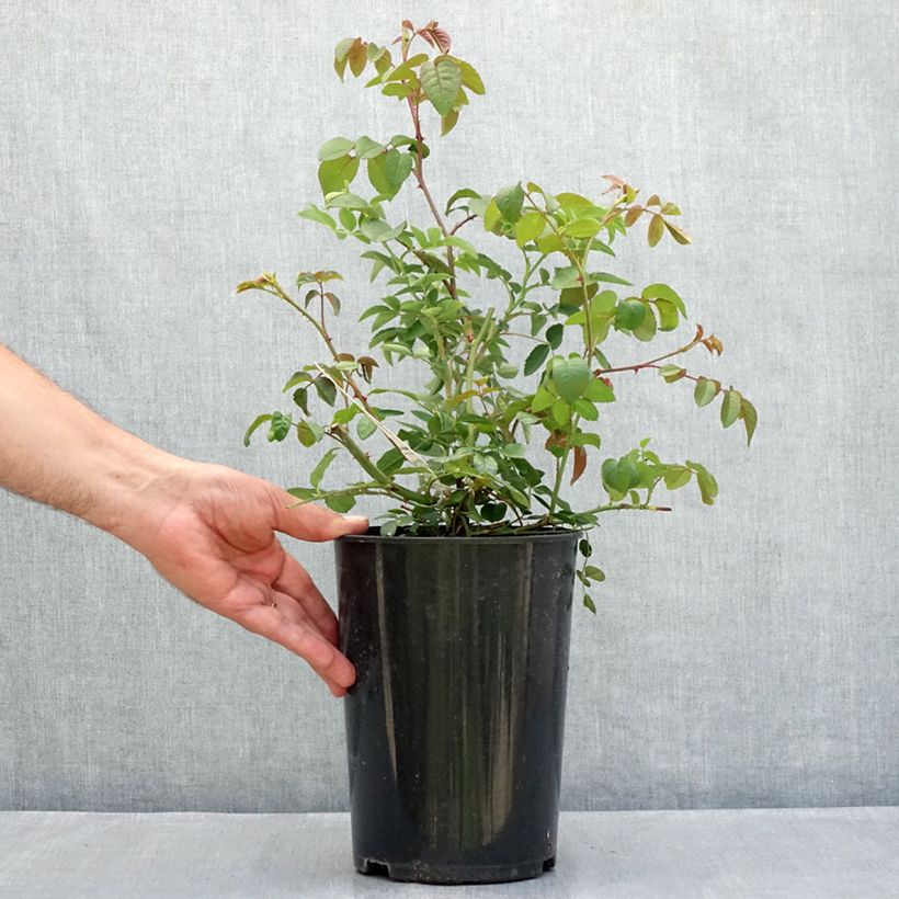 Exemplar von Rosa The Lady of the Lake - Englische Rose Topf mit 4L/5L wie im Sommer geliefert