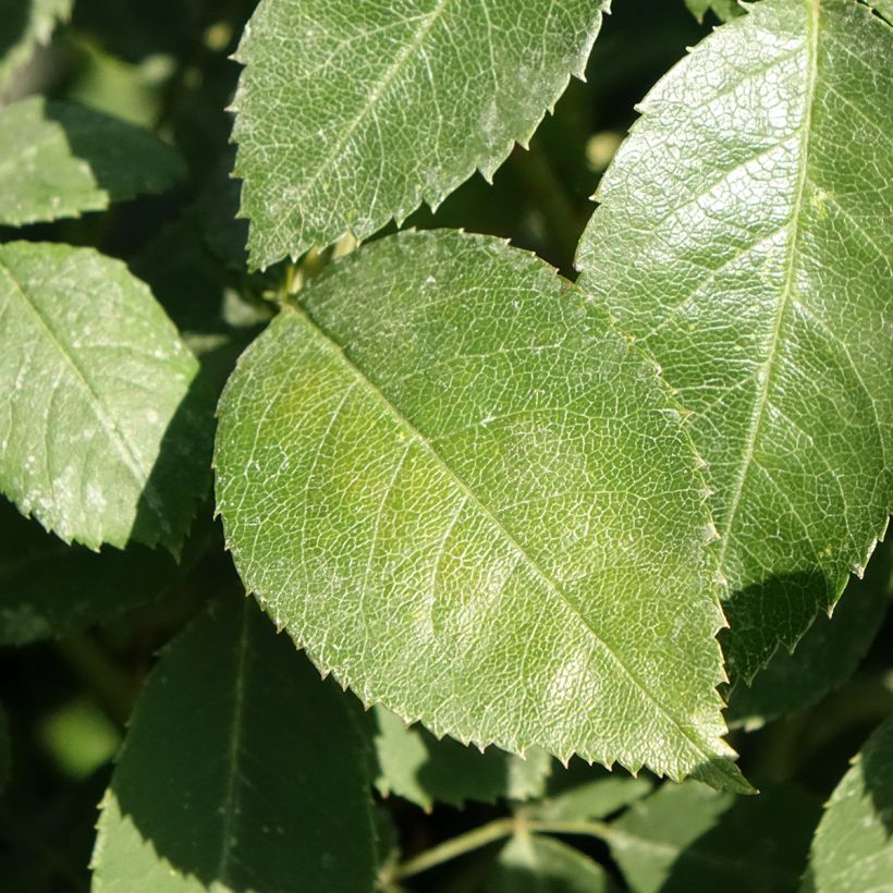 Rosa Wisley 2008 - Englische Rose (Foliage)