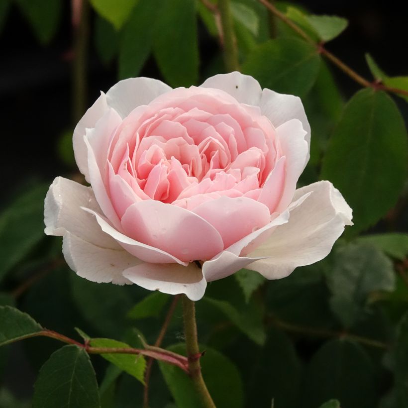 Rosa Wisley 2008 - Englische Rose (Blüte)