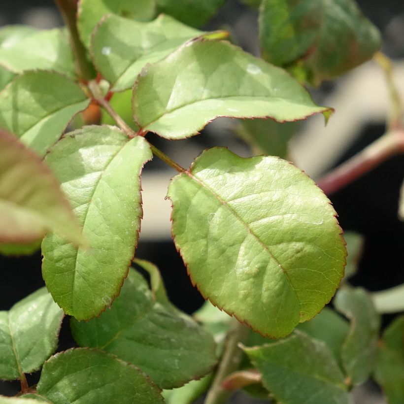 Rosa Young Lycidas - Englische Rose (Laub)