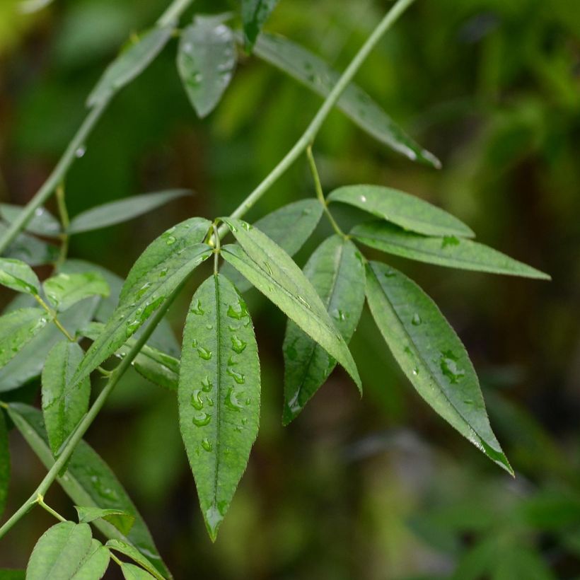 Rosa banksiae var. banksiae Alba Plena - Meran-Rose (Laub)