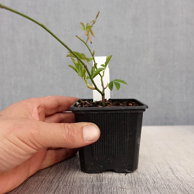 Example of Rosa banksiae Lutea - Meran-Rose Kleine Töpfe von 8/9 cm as you get in printemps