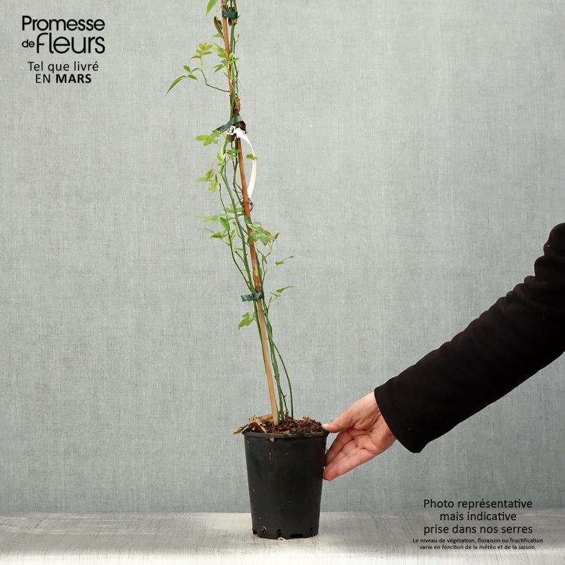 Example of Rosa banksiae Lutea - Meran-Rose Topf mit 2L/3L as you get in printemps