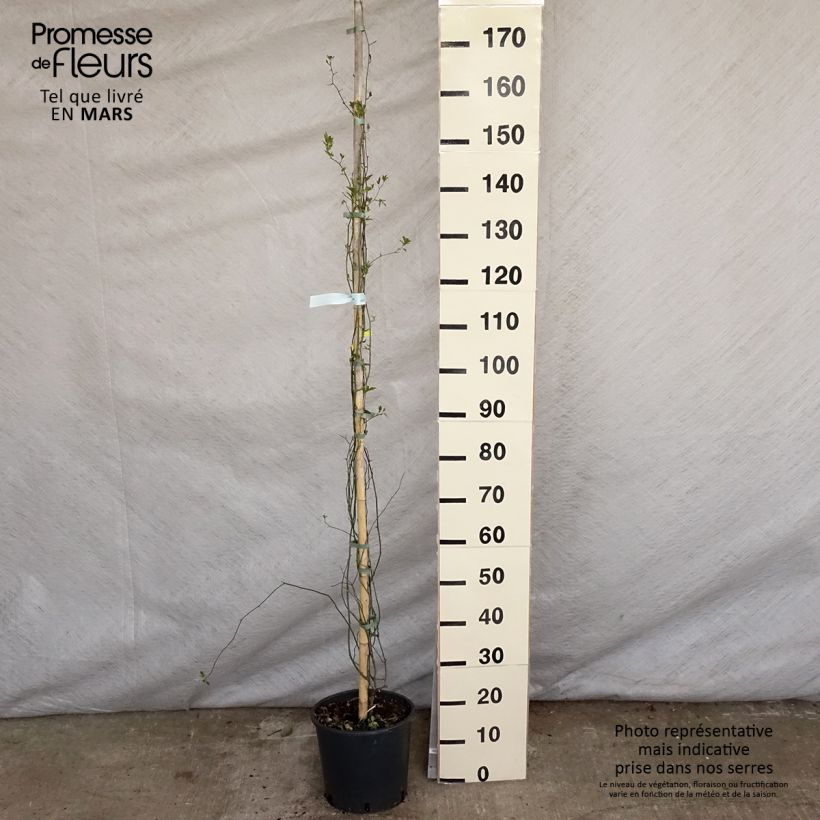 Example of Rosa banksiae Lutea - Meran-Rose Topf mit 7,5L/10L as you get in printemps