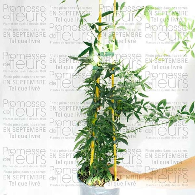 Beispiel eines Exemplars von Rosier de Banks Lutea - Rosa banksiae Pot de 7,5L/10L wie geliefert