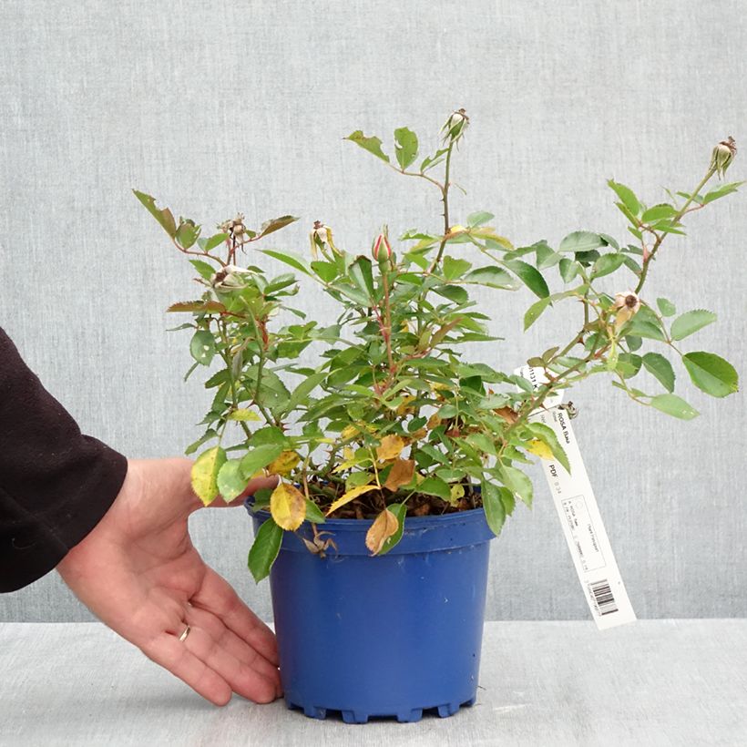 Exemplar von Rosa Decorosier Baia - Bodendecker-Rose Topf mit 2L/3L wie im Herbst geliefert