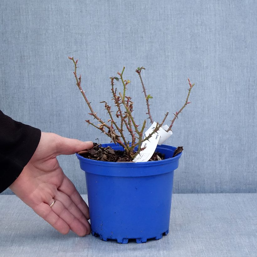 Exemplar von Rosier Decorosier Baia Pot de 2L/3L wie im Winter geliefert