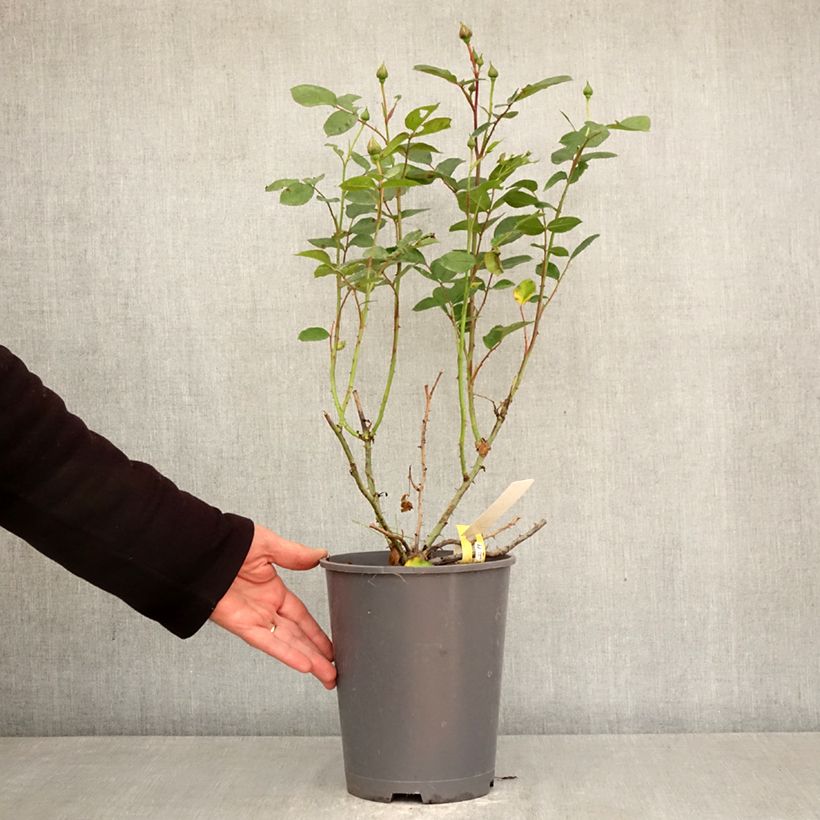 Exemplar von Rosa Soleya - Bodendecker-Rose Topf mit 4L/5L wie im Frühjahr geliefert