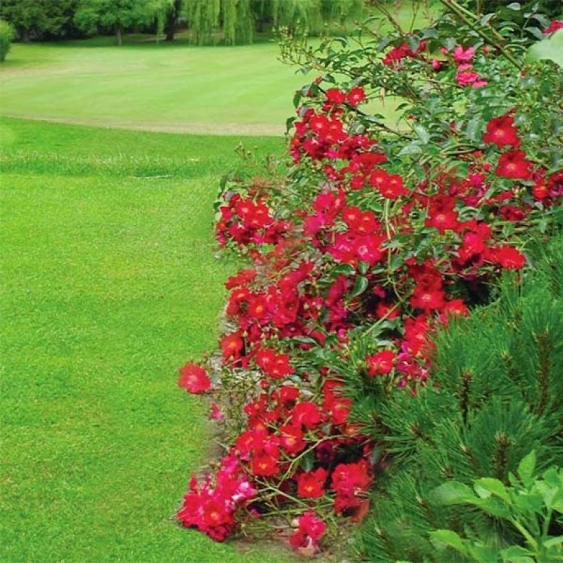 Rosa Vesuvia - Bodendecker-Rose (Blüte)