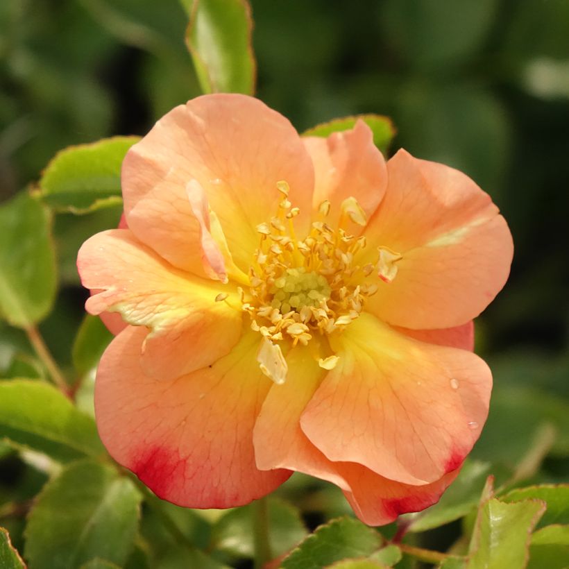 Rosa Calizia - Bodendecker-Rose (Flowering)