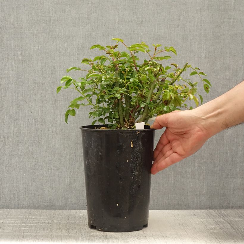 Example of Rosa Heidetraum Rambler (Emera) - Rambler-Rose Topf mit 4L/5L as you get in printemps