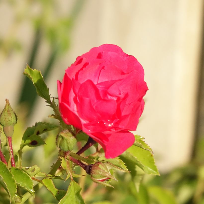 Rosa Heidetraum (Emera) - Bodendecker-Rose (Flowering)