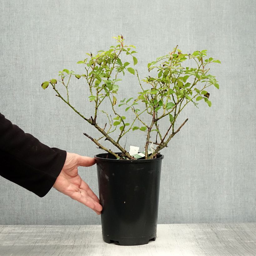 Exemplar von Rosa Schneeflocke (Opalia) - Rambler-Rose Topf mit 4L/5L wie im Herbst geliefert