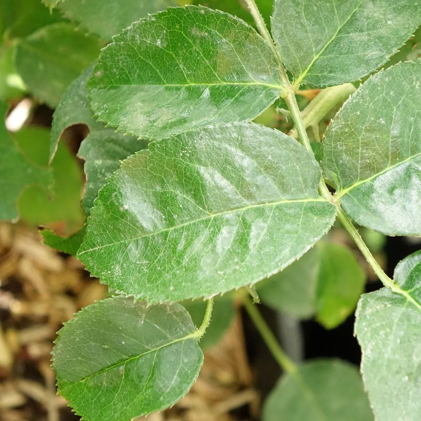 Rosa Purple Voluptia - Bodendecker-Rose (Laub)