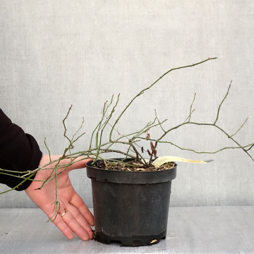 Example of Rosa arvensis - Heckenrose - Botanische Rose Topf mit 2L/3L as you get in hiver