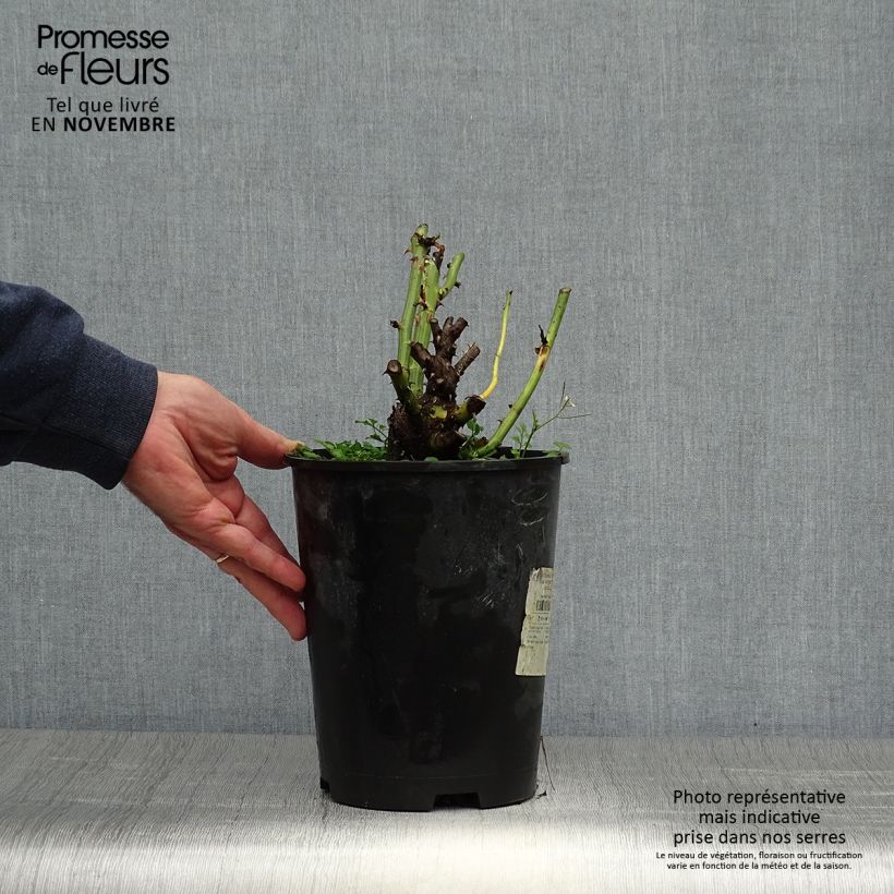 Exemplar von Rosier Dominica Intercomdoor - Buisson à grande fleurs Pot de 4L/5L wie im Herbst geliefert