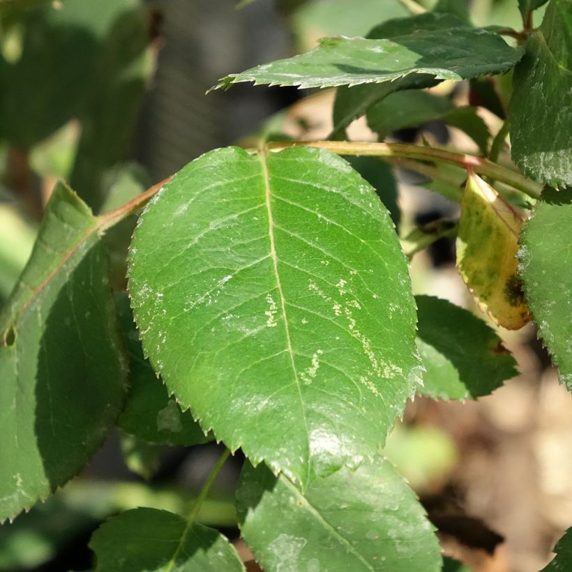 Rosa Dominica Intercomdoor - Moderne Hybrid-Rose (Foliage)