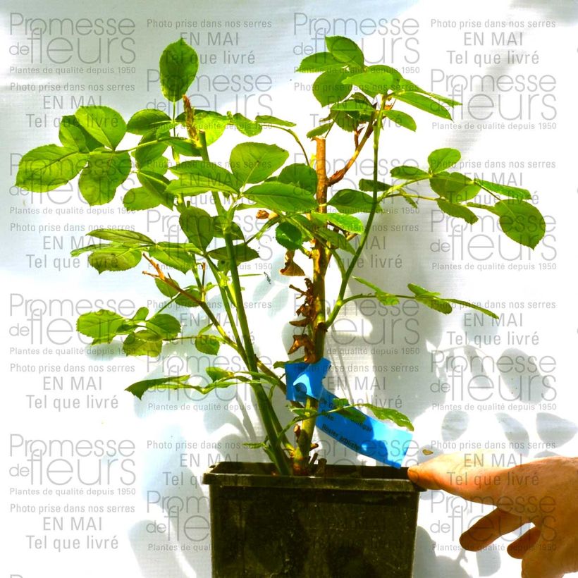 Beispiel eines Exemplars von Rosa Iceberg - Beetrose Topf mit 4L/5L wie geliefert