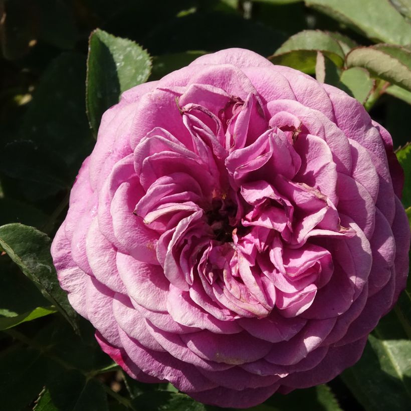 Rosa polyantha Heidi Klum (Blüte)