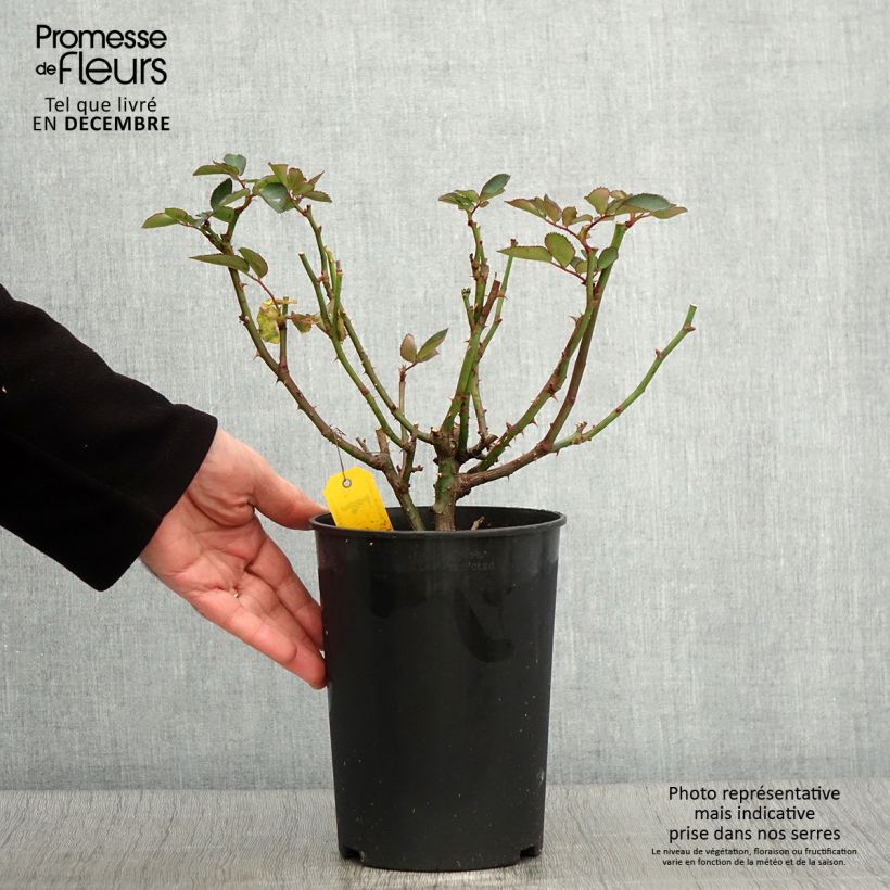 Exemplar von Rosa polyantha Heidi Klum Topf mit 4L/5L wie im Herbst geliefert