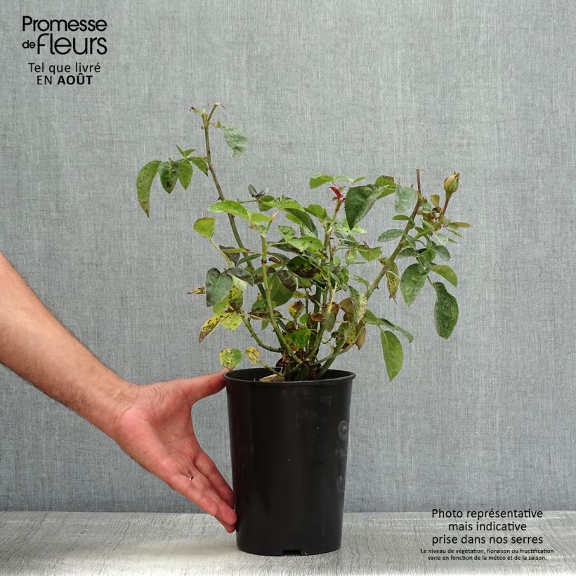 Exemplar von Rosa polyantha Heidi Klum Topf mit 4L/5L wie im Sommer geliefert