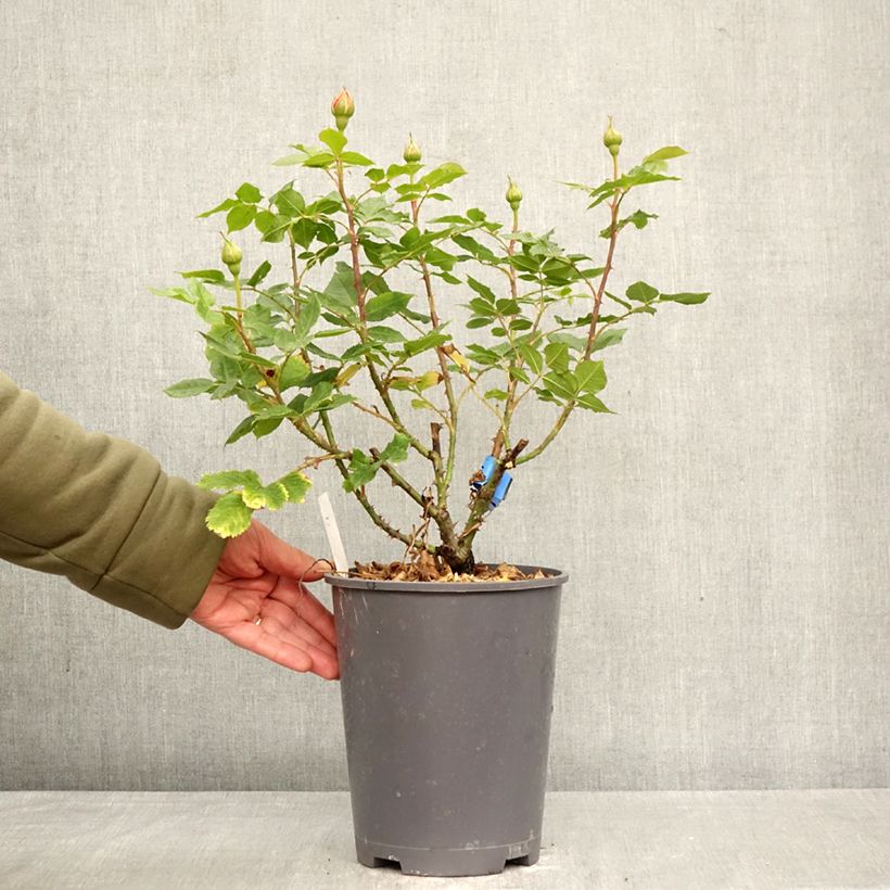 Exemplar von Rosa Generosa 100 idees Jardin - Guillot Rose Topf mit 4L/5L wie im Frühjahr geliefert