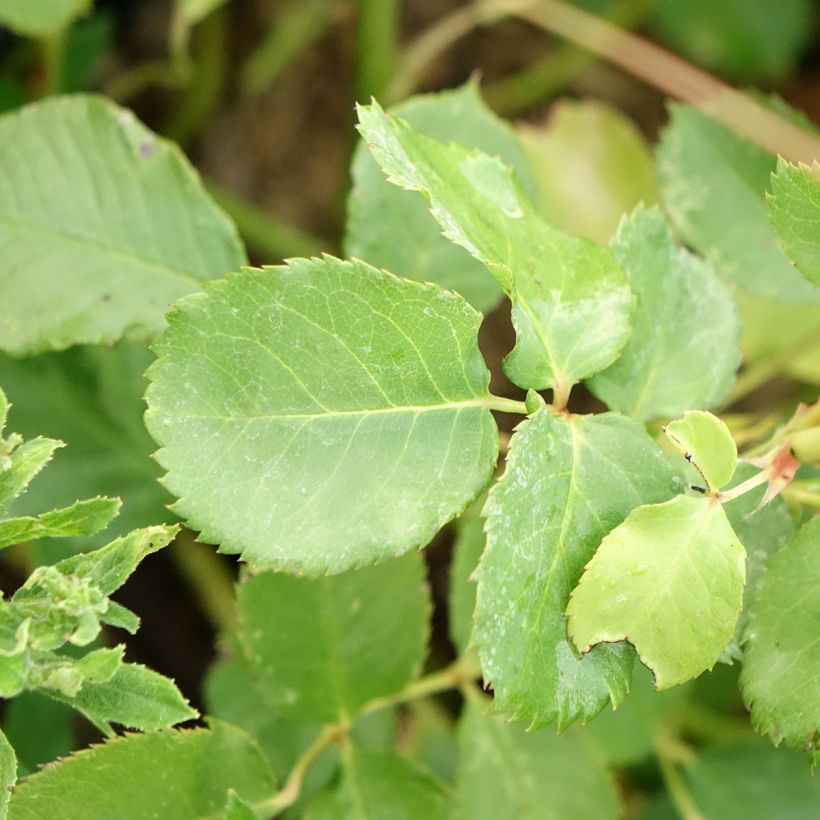 Rosa Generosa Agnès Schilliger - Guillot Rose (Laub)