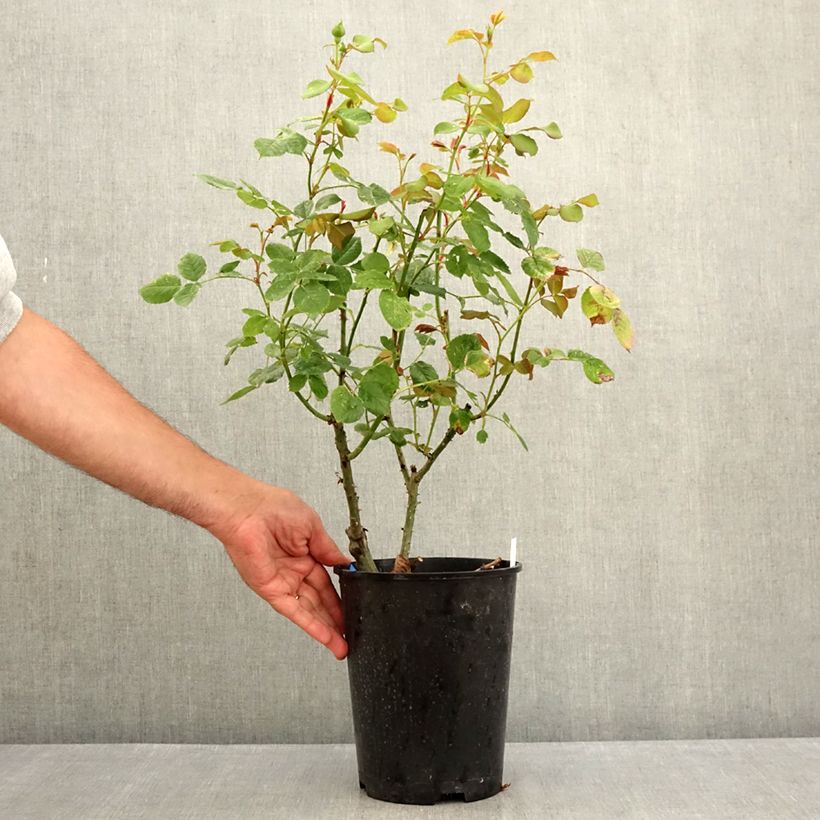 Example of Rosa Generosa Cybelle - Guillot Rose Topf mit 4L/5L as you get in ete