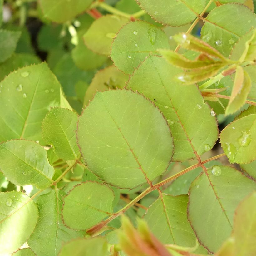 Rosa Generosa Cybelle - Guillot Rose (Foliage)