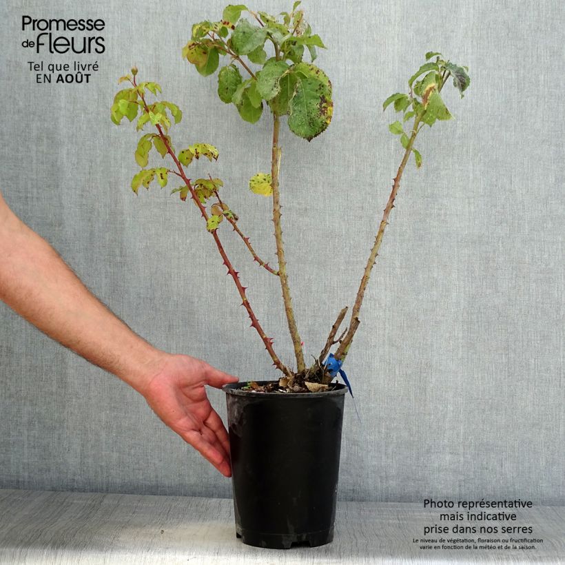 Example of Rosa Generosa Emilien Guillot - Guillot Rose Topf mit 4L/5L as you get in ete