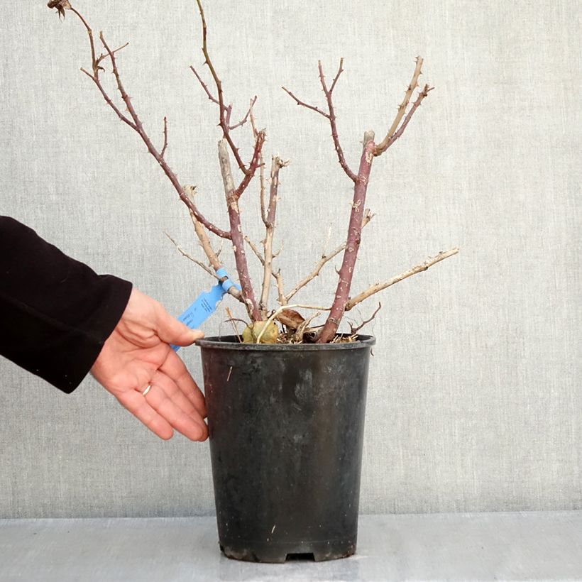 Exemplar von Rosa Generosa Emilien Guillot - Guillot Rose Topf mit 4L/5L wie im Herbst geliefert