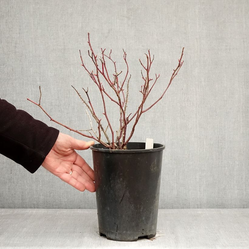 Example of Rosa Generosa Fiona Gelin - Guillot Rose Topf mit 4L/5L as you get in hiver